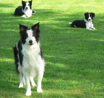 Nitro, Mick & Algot