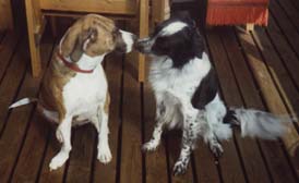 Sassa & Acke